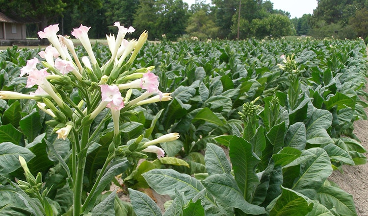 piante di tabacco