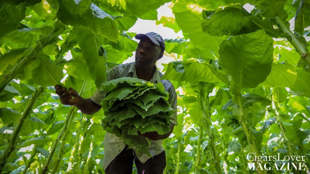 Tobacco leaves CigarsLover
