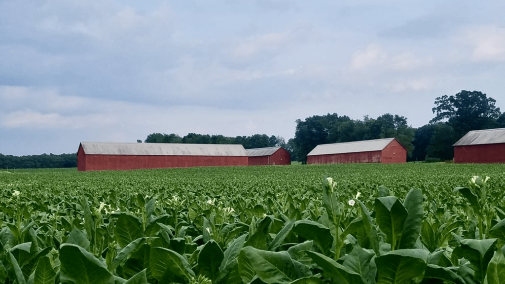 dunn and foster tobacco farm ellington Foundation Cigar Company Establishes New Office in Connecticut River Valley